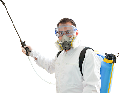 Pest Control Borehamwood: Pest Control Borehamwood